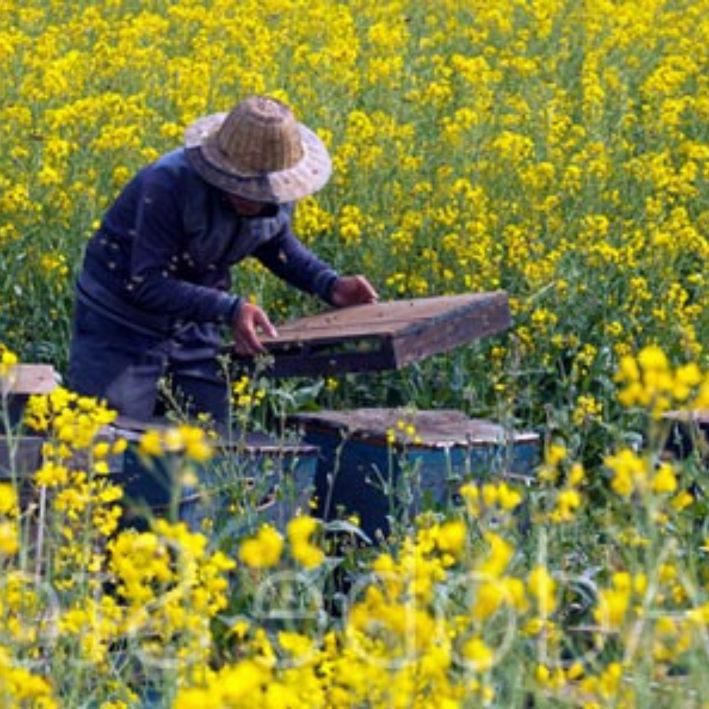 Mustard Honey – Mild, Nutritious & Naturally Collected