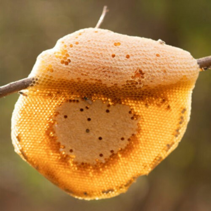 Kombu Honey – Wild & Medicinal Tribal Forest Honey