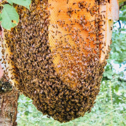 Wild Mountain Honey – Harvested from the Hills, Pure by Nature